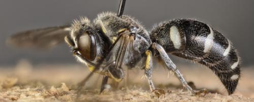 Bembecinus insulanus